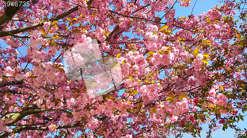 Image of Beautiful flowers of spring blossoming tree