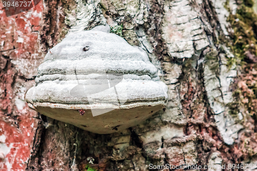 Image of Polypore mushroom closeup