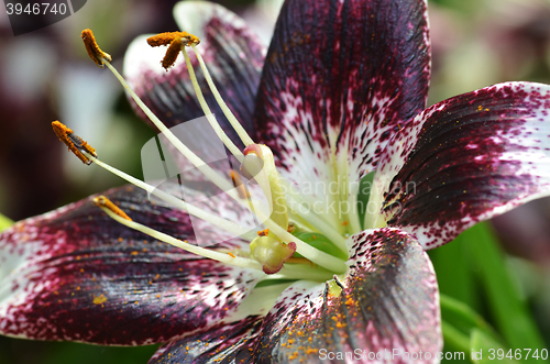 Image of Beautiful lily growing in garden