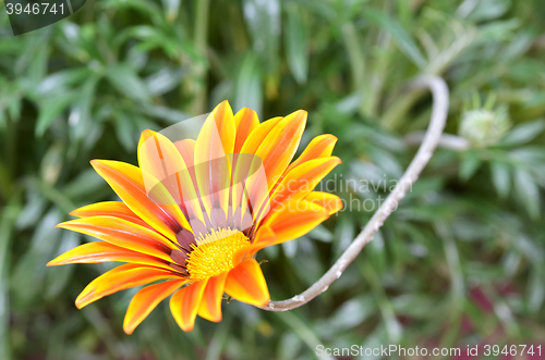 Image of Beautiful flower in a meadow