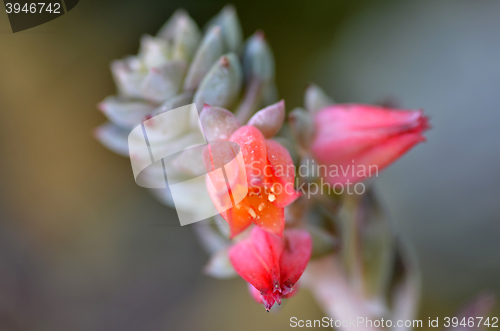 Image of Sedeveria plant in the early days of spring