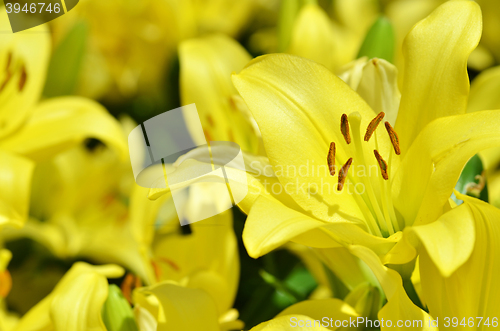 Image of Beautiful lily growing in garden