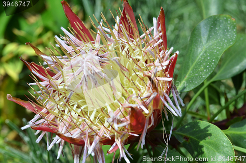 Image of South African plant Protea cynaroides