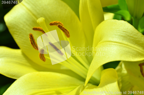 Image of Beautiful lily growing in garden