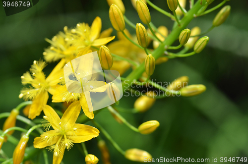 Image of Bulbine natalensis also known with common name Bulbine