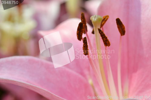 Image of Beautiful lily growing in garden