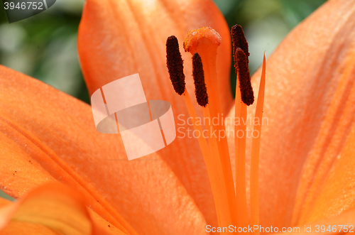 Image of Beautiful lily growing in garden