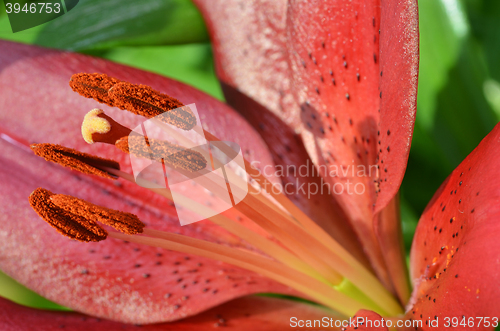 Image of Beautiful lily growing in garden