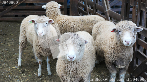 Image of Herd of sheeps on the farm