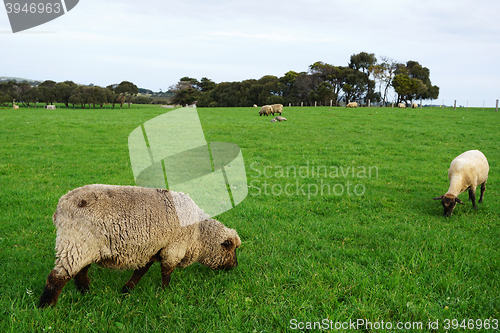 Image of Sheep grazing on green grass field