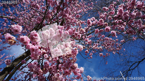 Image of Cherry Blossoms in Australia