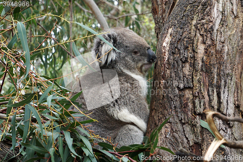 Image of Australian Koala Bear