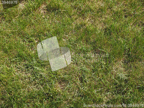 Image of Grass meadow background