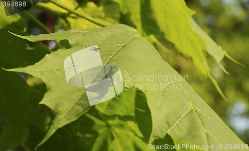 Image of Ant on a leaf