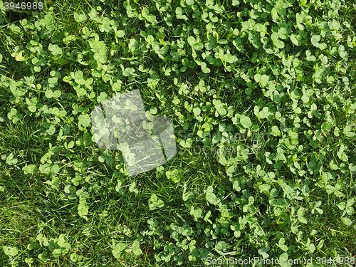 Image of Grass meadow background