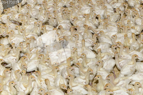 Image of White Turkey Chick Crowd