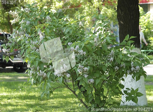 Image of Lilac bush