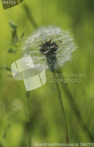 Image of Dandelion 2