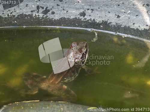 Image of Frog