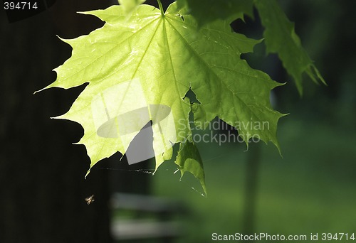 Image of Webbed maple leaf