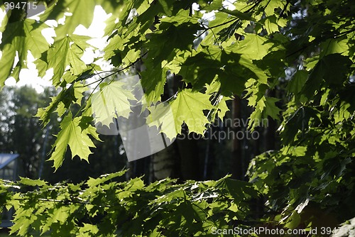 Image of Maple leaves