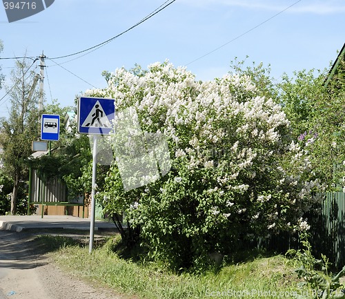 Image of The bush and the roadsign