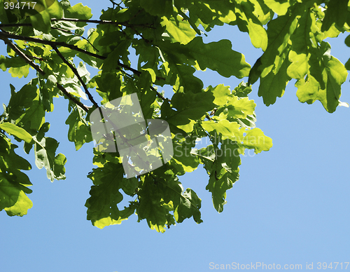 Image of Oak tree branch