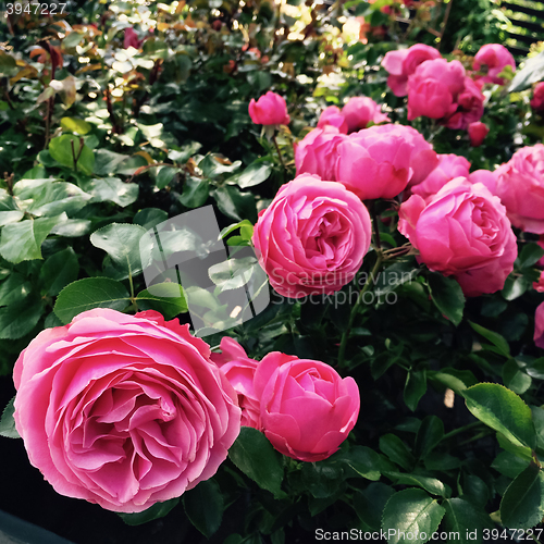 Image of Beautiful antique roses in the summer garden