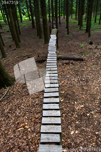Image of Forest