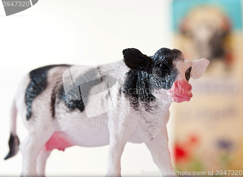 Image of Miniature cow
