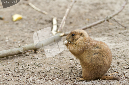 Image of Squirrel