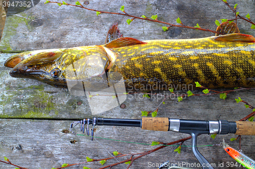 Image of pike catch on a wooden table