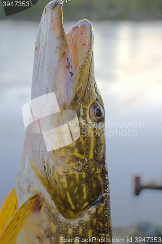 Image of spinning lure pike river luck