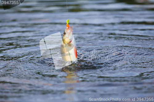 Image of active perch fishing a micro jig in summer
