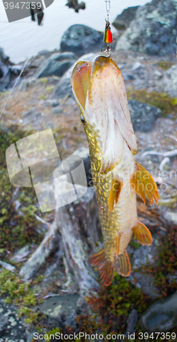 Image of spinning lure pike river luck