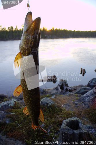 Image of spinning lure pike river luck