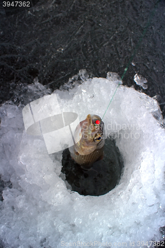 Image of Ice fishing . Fisherman pulls out from ice hole grayling