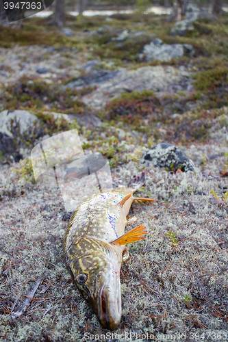 Image of Pike caught at rapid river