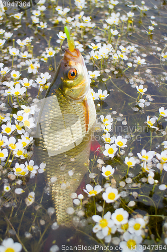 Image of Golden Rudd - summer lake fishing