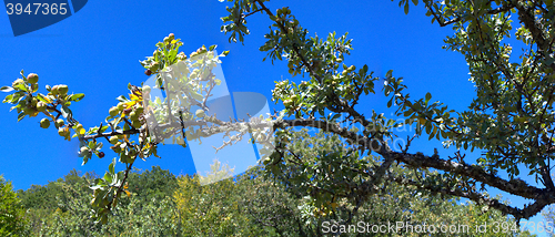 Image of wild pear in mountains panorama