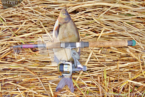Image of  fishing rod with big bream 