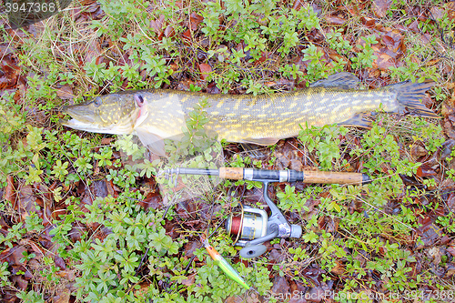 Image of fishing fish with the result of big pike
