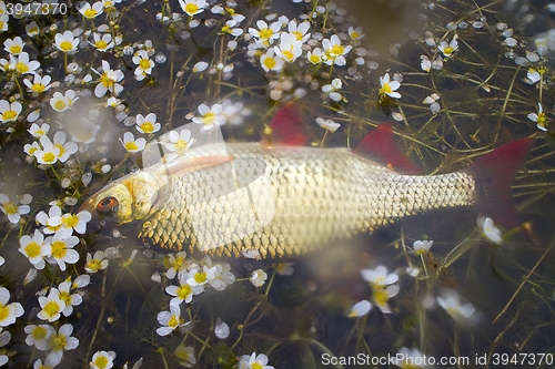 Image of Fish in water flowers. Anglers pay attention to aesthetics of fishing