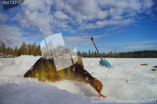 Image of perch ice fishing in Scandinavia