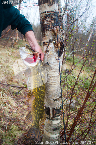 Image of Catching predatory fish in the North. Trophy pike