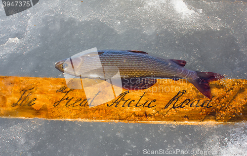 Image of Great Arctic way and grayling as symbol of Arctic