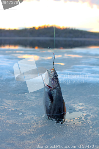 Image of  Arctic grayling trophy fishing in winter