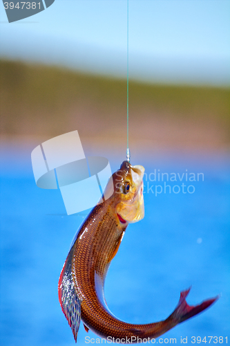 Image of grayling fishing Northern fish