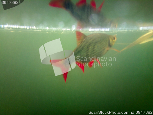 Image of  Rudd floats near top of water