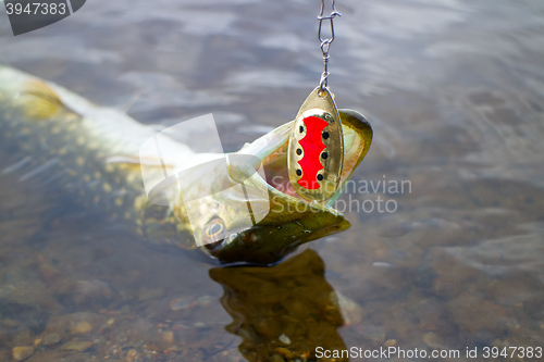 Image of Major pike and the lure sticking out of toothy jaws